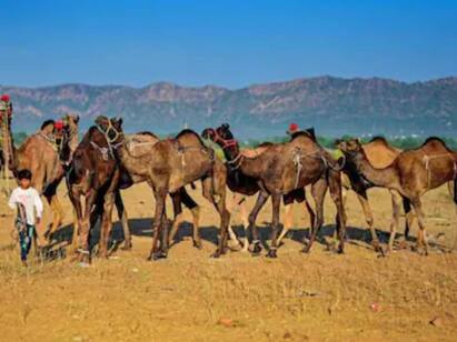camel flu a new risk for fifa fans in qatar claims new study Camel Flu: உலகக் கோப்பை கால்பந்து போட்டிக்கு சிக்கல்..? புதிய வைரஸ் பரவ வாய்ப்பு - உலக சுகாதார அமைப்பு