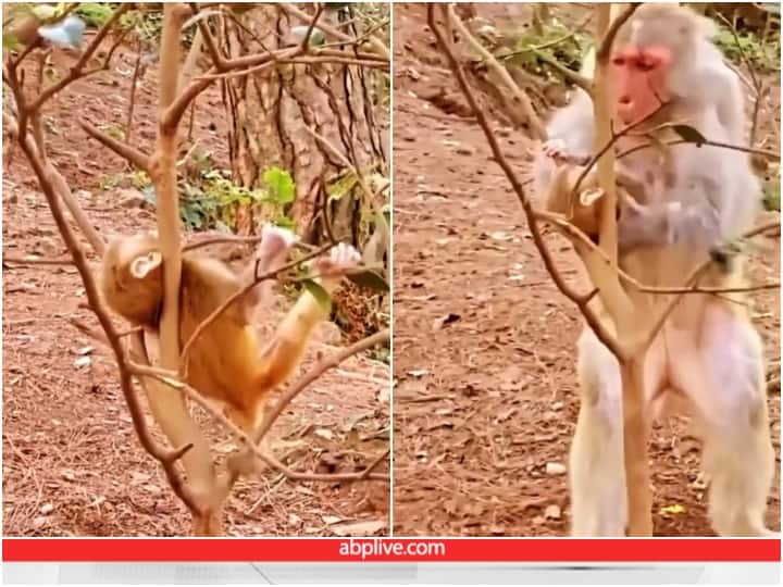 Baby monkey neck stuck in tree branch then mother saves life Video: पेड़ की डाल में फंसी बेबी मंकी की गर्दन, मां ने आकर बचाई जान