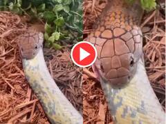 Viral Video: ਕਈ ਫੁੱਟ ਲੰਬੇ ਸੱਪ ਨੂੰ ਜ਼ਿੰਦਾ ਨਿਗਲ ਗਿਆ ਕੋਬਰਾ, ਜਿਸ ਨੇ ਇਹ ਨਜ਼ਾਰਾ ਦੇਖਿਆ ਉਹ ਅੰਦਰ ਤੱਕ ਹਿੱਲ ਗਿਆ