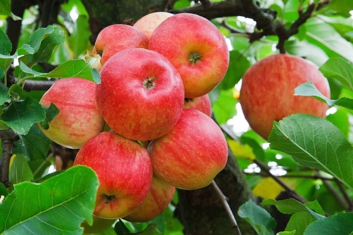 লাল না সবুজ, গুণ বেশি কোন আপেলে