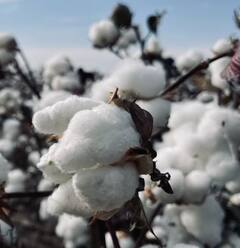 Photo : कापसाच्या दरात घसरण झाल्यानं शेतकरी चिंतेत