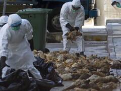 Avian Flu: अमेरिका सहित इन देशों में एवियन फ्लू का कहर, सिर्फ USA में इस बीमारी से अब तक 50 मिलियन मुर्गियों की हो चुकी है मौत