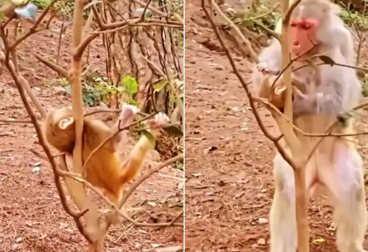 baby monkey neck stuck in tree branch then mother saves life Video: ਦਰੱਖਤ ਦੀ ਟਾਹਣੀ 'ਚ ਫਸਿਆ ਬਾਂਦਰ ਦਾ ਬੱਚਾ, ਮਾਂ ਨੇ ਆ ਕੇ ਬਚਾਈ ਜਾਨ