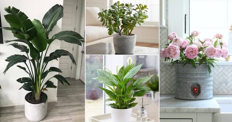 Vastu tips these plants bring happiness peace and prosperity at home Vastu Tips: ઘરમાં લગાવો આ 4 પ્લાન્ટ્સ, સુખ,શાંતિ, અને સમૃદ્ધિથી સભર રહેશે  આપનું ઘર