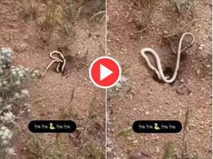 Viral Video: ਸੱਪ ਨੇ ਕੀੜੀ ਦੇ ਖੱਡ 'ਚ ਵੜਨ ਦੀ ਕੀਤੀ ਗਲਤੀ, ਕੀਤੀ ਅਜਿਹੀ ਹਾਲਤ ਕੀ ਜ਼ਿੰਦਗੀ ਭਰ ਨਹੀਂ ਭੁੱਲ ਸਕੇਗਾ