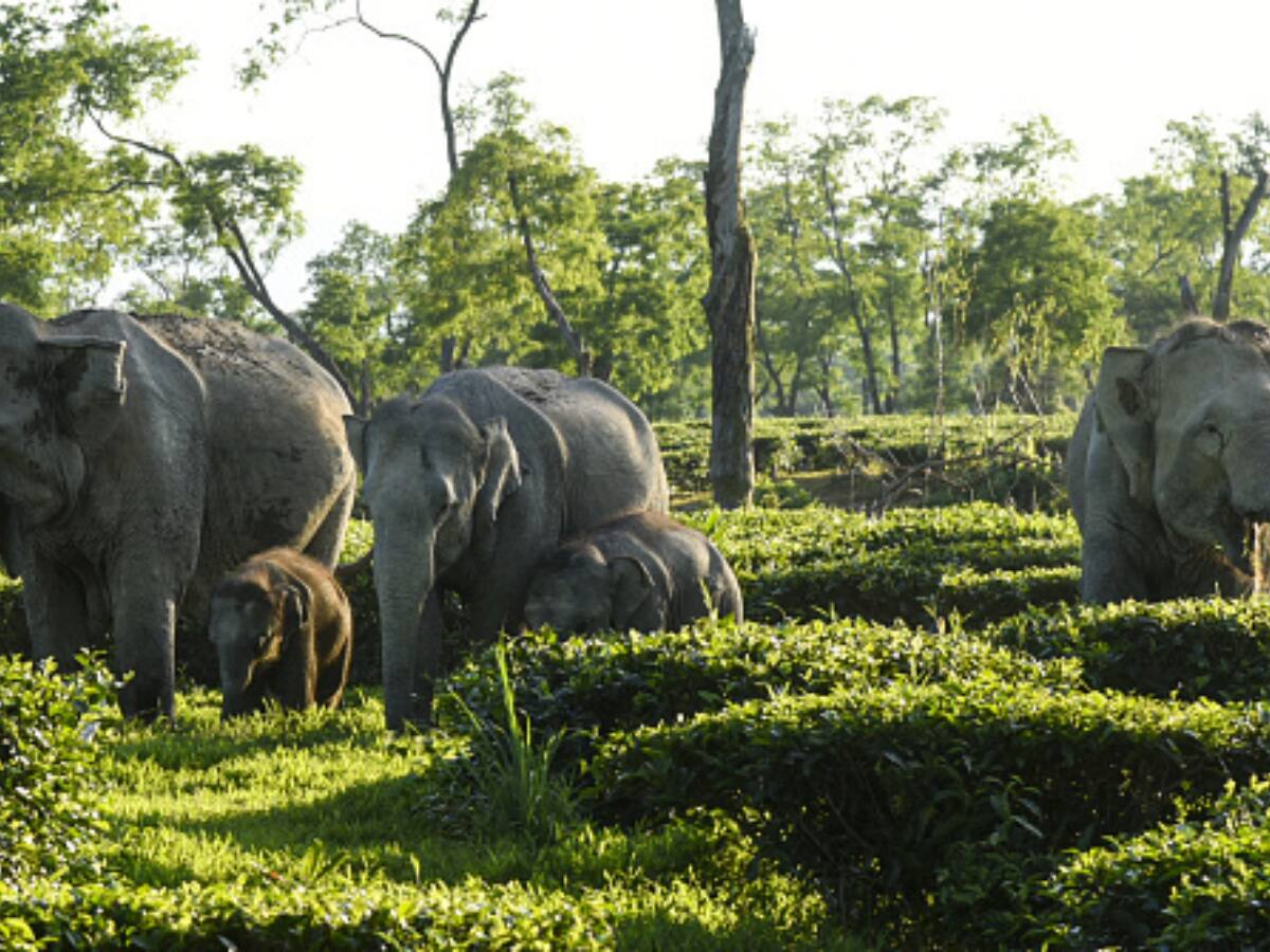 WATCH: Elephant Chases People In Assam's Goalpara District After They Try To Scare It Away