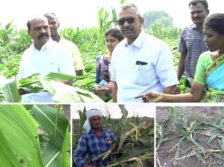 Wild Boar Infestation - 2000 Acre Crop Damage - Loss Up To Rs 10 Crores - Farmers Suffer 2000 ஏக்கர் பயிர்களை சேதப்படுத்திய காட்டுப்பன்றிகள்..! விவசாயிகளுக்கு 10 கோடி ரூபாய் வரை இழப்பு..!