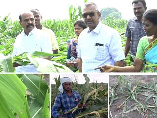 2000 ஏக்கர் பயிர்களை சேதப்படுத்திய காட்டுப்பன்றிகள்..! விவசாயிகளுக்கு 10 கோடி ரூபாய் வரை இழப்பு..!