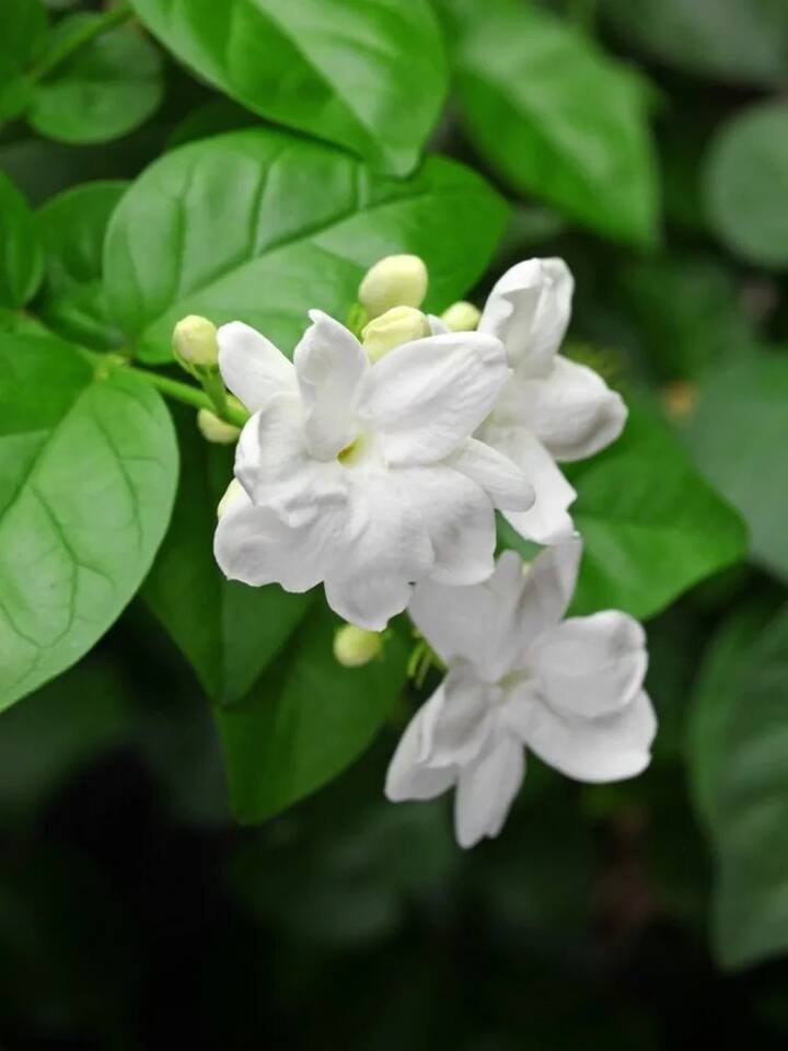 குண்டு மல்லி