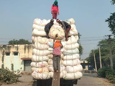 Rajasthan News: अलवर से अमेरिका और चीन जा रहे कपास, दाम बढ़ने से किसानों के चेहरे पर खुशी