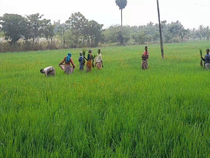 மூலங்குடி தொடக்க வேளாண்மை கூட்டுறவு கடன் சங்கத்தில் யூரியா இல்லாததால் விவசாயிகள் கடும் அவதி