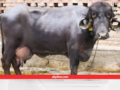 'दुधारु पशुओं की बाहुबली' जाफराबादी भैंस, हजारों लीटर दूध उत्पादन, शेरों से भिड़ने की भी है काबिलियत