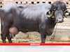 Buffalo Farming: 'दुधारु पशुओं की बाहुबली' जाफराबादी भैंस, हजारों लीटर दूध उत्पादन, शेरों से भिड़ने की भी है काबिलियत