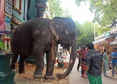 SEE PICS: Puducherry Manakula Vinayagar Temple Elephant Lakshmi Dies, Worshipers Bid Teary Adieu
