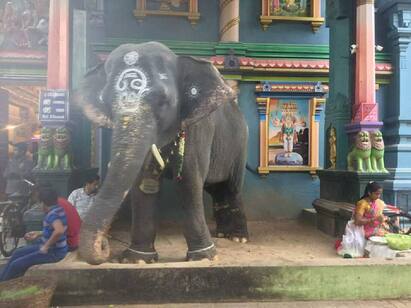 pondicherry manakula vinayakar temple elephant lakshmi passed away Manakula Vinayagar Lakshmi Death : மயக்கம்.. படபடப்பு.. மணக்குள விநாயகர் கோவில் யானை லட்சுமி உயிரிழப்பு.. கதறியழுத பொதுமக்கள்..