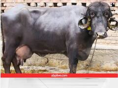 Buffalo Farming: 'ਦੁਧਾਰੂ ਜਾਨਵਰਾਂ ਦੀ ਬਾਹੂਬਲੀ' ਜਾਫਰਾਬਾਦੀ ਮੱਝ, ਹਜ਼ਾਰਾਂ ਲੀਟਰ ਪੈਦਾ ਕਰਦੀ ਹੈ ਦੁੱਧ, ਸ਼ੇਰਾਂ ਨਾਲ ਵੀ ਲੜਨ ਦੀ ਰੱਖਦੀ ਹੈ ਕਾਬਲੀਅਤ