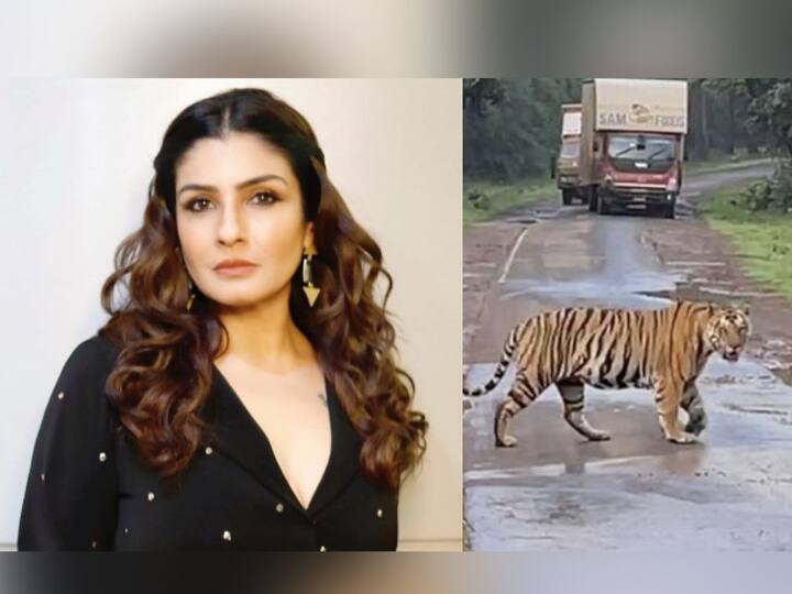 Raveena Tandon reacts after probe over tiger reserve video says its forest department licensed vehicle Raveena Tondon: 'आम्ही वाघिणीच्या वाटेत आलो नाही'; वाघिणीचं फोटोशूट केल्या प्रकरणी रवीना टंडनचं स्पष्टीकरण