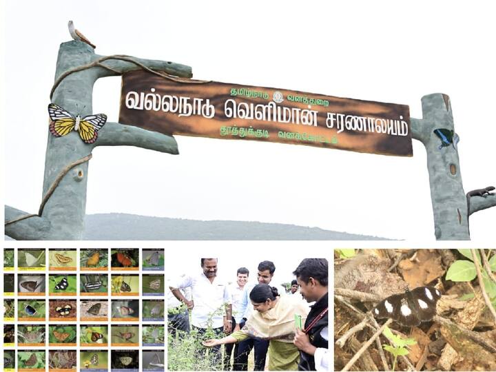 Thoothukudi vallanadu Weeded Butterfly Festival Discovered by Kanimozhi mp TNN காலநிலை மாற்றத்தால் இயற்கை வளங்கள் அழிந்து வருகிறது - எம்பி கனிமொழி