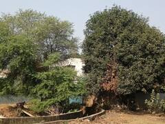 छत्तीसगढ़ में अब पेड़ों की कटाई पहले से होगी आसान, जानें क्या हैं नए नियम