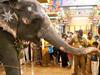 SEE PICS: Puducherry Manakula Vinayagar Temple Elephant Lakshmi Dies, Worshipers Bid Teary Adieu