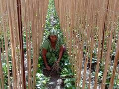 भरतपुर के खास पान की विदेशों में है जबरदस्त मांग, पाकिस्तान और अफगानिस्तान से मिलते हैं ऑर्डर