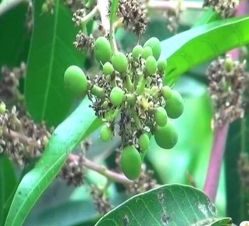 Photo : बदलत्या वातावरणाचा 'हापूस' ला फटका