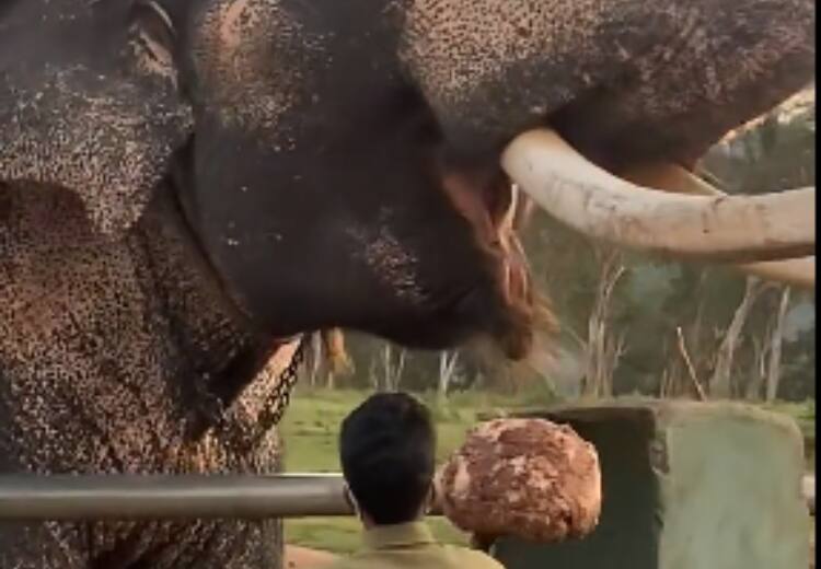 Elephants made some such breakfast, you will also be surprised to see the video Viral Video: हाथियों ने किया कुछ ऐसा ब्रेकफास्ट, जिसका वीडियो देख आप भी रह जाएंगे हैरान