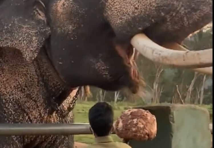 वायरल वीडियो: हाथियों ने किया कुछ ऐसा ब्रेकफास्ट, जिसका वीडियो देखकर आप भी रह जाएंगे हैरान