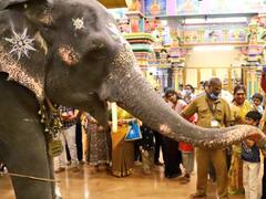 SEE PICS: Puducherry Manakula Vinayagar Temple Elephant Lakshmi Dies, Worshipers Bid Teary Adieu