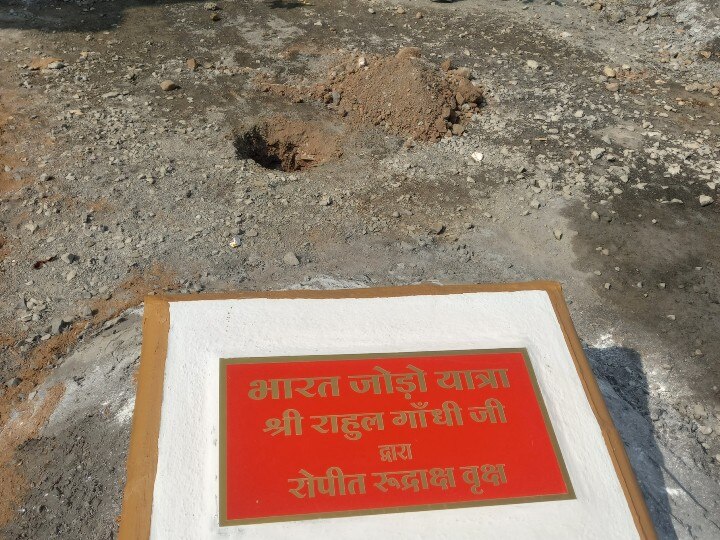 Rahul Gandhi in Ujjain: राहुल गांधी ने क्यों नहीं लगाया रुद्राक्ष का पौधा? इसकी वजह जानकर आप भी हो जाएंगे हैरान
