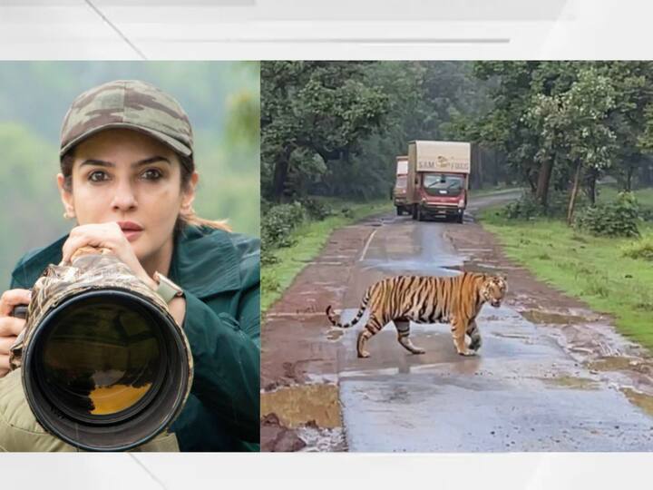 Raveena Tondon Trouble Rises After going close to the tiger and shooting the video the investigation started Raveena Tondon : रवीना टंडनच्या अडचणीत वाढ; वाघाच्या जवळ जाऊन व्हिडीओ शूट केल्याने तपास सुरू