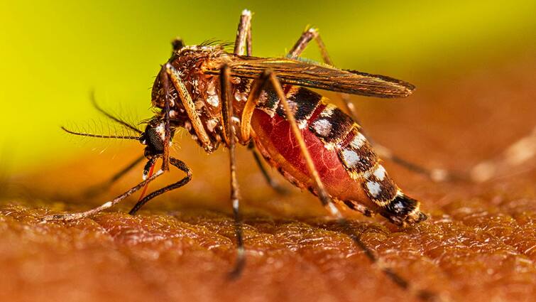 Ludhiana News: Dengue outbreak in the industrial city of Ludhiana, the number of patients has crossed 1700 Ludhiana News : ਸਨਅਤੀ ਸ਼ਹਿਰ ਲੁਧਿਆਣਾ ’ਚ ਡੇਂਗੂ ਦਾ ਕਹਿਰ, ਮਰੀਜ਼ਾਂ ਦੀ ਗਿਣਤੀ 1700 ਤੋਂ ਪਾਰ