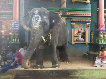 Puducherry Manakula Vinayagar Temple Lakshmi Elephants Last Minutes.. Watch video: புதுச்சேரி மணக்குல விநாயகர் கோயில் லட்சுமி யானையின் கடைசி நிமிடங்கள்..