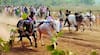 Nashik Bullock Cart Race : नाशिकच्या ओझरमधील बैलगाडा शर्यत रद्द, लम्पीच्या प्रादुर्भावामुळे ग्रामस्थांचा निर्णय 