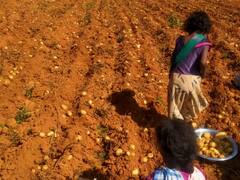 छत्तीसगढ़: देश भर की मंडियों में है मैनपाट के आलू की डिमांड, जानें क्यों इस साल घटी पैदावार