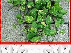 Vastu Tips 2023: नए साल में वास्तु के अनुसार घर पर लगाएं ये पौधे, बढ़ेगा सौभाग्य और धन-धान्य में होगी वृद्धि