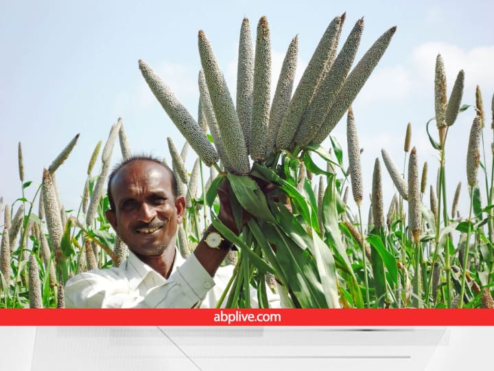 Uttar Pradesh is the second highest producer of millets in India by upto 20 percent of the total production गन्ना ही नहीं... अब इस खेती में भी उत्तर प्रदेश का जलवा... हर साल दे रहा 1800 टन प्रोडक्शन!