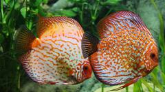 Aquarium Care: শীতের আমেজে কী করে মাছেদের যত্ন নেবেন ? রইল অ্য়াকোরিয়ামের সাতকাহন