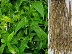 ఆకలిని పెంచి మధుమేహాన్ని తగ్గించే చిరాత - ఏమిటీ చిరాత? దీని ఎలా తినాలి?