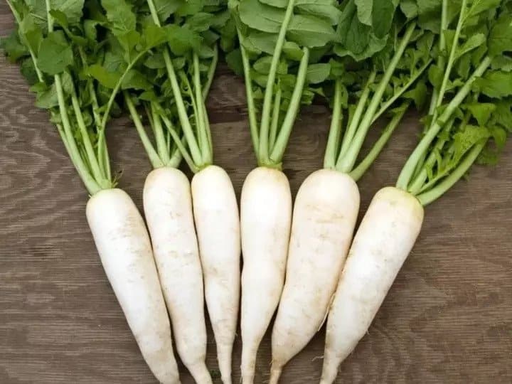 If you eat radish in food, do not drink milk even after this, this problem can be related to skin. खाने में खाते हैं मूली तो इसके बाद भूल से भी ना पिएं दूध, स्किन से जुड़ी हो सकती है ये समस्या