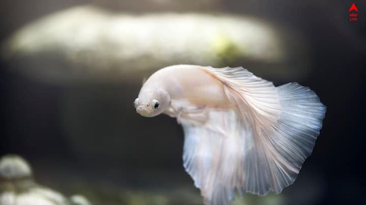 শীতের আমেজ ক্রমশ বাড়ছে। এই সময় অ্যাকোরিয়ামে মাছেদের শরীরের তাপমাত্রা বজায় রাখার জন্য, হিটার ব্যবহার করা উচিত। এতে মাছেরা সুস্থ- স্বাভাবিক ছিল।