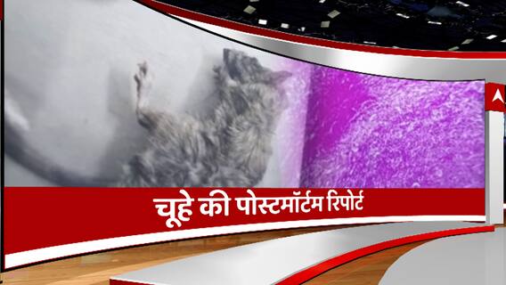 चूहे की पोस्टमॉर्टम रिपोर्ट आई, 'मर्डर' नहीं बीमारी से हुई मौत | Bareilly News