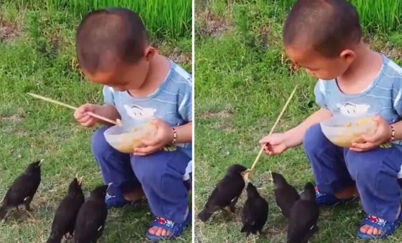 boy feeds birds giving cute viral video on social media Viral Video: ਛੋਟੇ ਪੰਛੀਆਂ ਨੂੰ ਭੋਜਨ ਖਿਲਾ ਰਿਹਾ ਹੈ ਛੋਟਾ ਬੱਚਾ, ਬਹੁਤ ਪਿਆਰੀ ਹੈ ਇਹ ਵੀਡੀਓ