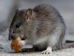 'चूहे की हत्या' केस में आ गई पोस्टमॉर्टम रिपोर्ट, दम घुटने से हुई थी मौत, अब क्या करेगी पुलिस?