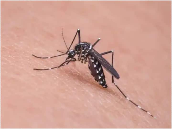 first case of Japanese Encephalitis found in Pune, samples of animals and mosquitoes sent for testing Maharashtra: पुणे में जापानी बुखार का पहला केस मिला, मच्छरों के सैंपल भी जांच के लिए भेजे