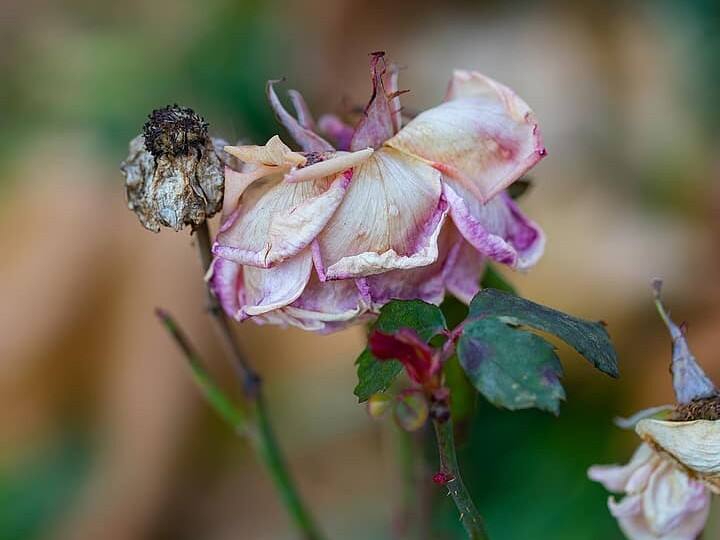 मोक्षदा एकादशी पर श्रीहरि की पूजा में पुराने, बासी या किसी से मांगे या चुराए हुए फूल न चढ़ाएं. ऐसे करने से मां लक्ष्मी नाराज हो जाती है. भले ही एक फूल चढ़ाएं लेकिन वह ताजा होना चाहिए. वैसे कमल और कुमुद के फूल पांच दिनों तक बासी नहीं होते.
