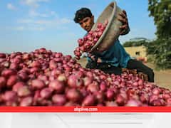 205 किलो कांद्याच्या विक्रीसाठी 415 किमीचा प्रवास, शेतकऱ्याच्या हाती फक्त 8 रुपये, वाचा नेमकी काय स्थिती?