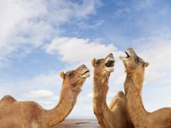 Forget FIFA World Cup, Watch Camels Compete In Beauty Contest In Qatar