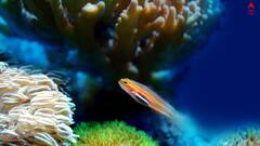 Aquarium Care: শীতের আমেজে কী করে মাছেদের যত্ন নেবেন ? রইল অ্য়াকোরিয়ামের সাতকাহন