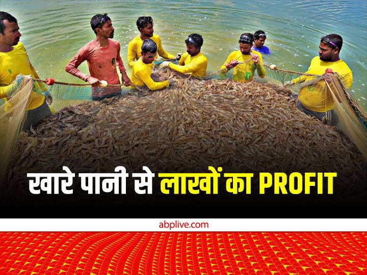 Shrimp Farming Complete Guidance or Prawn Fish Farming  will give profit of lakhs in Salty water Areas Shrimp Farming: आपके गांव का पानी भी खारा है तो इस बिजनेस से आने लगेगी लाखों की इनकम, शहरों में है भारी डिमांड